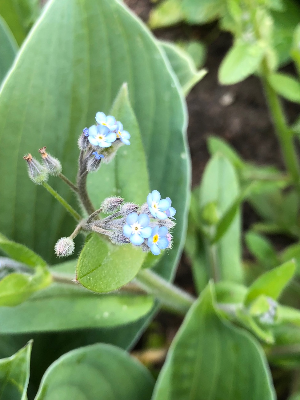 Guide til spiselige blomster - fines.dk