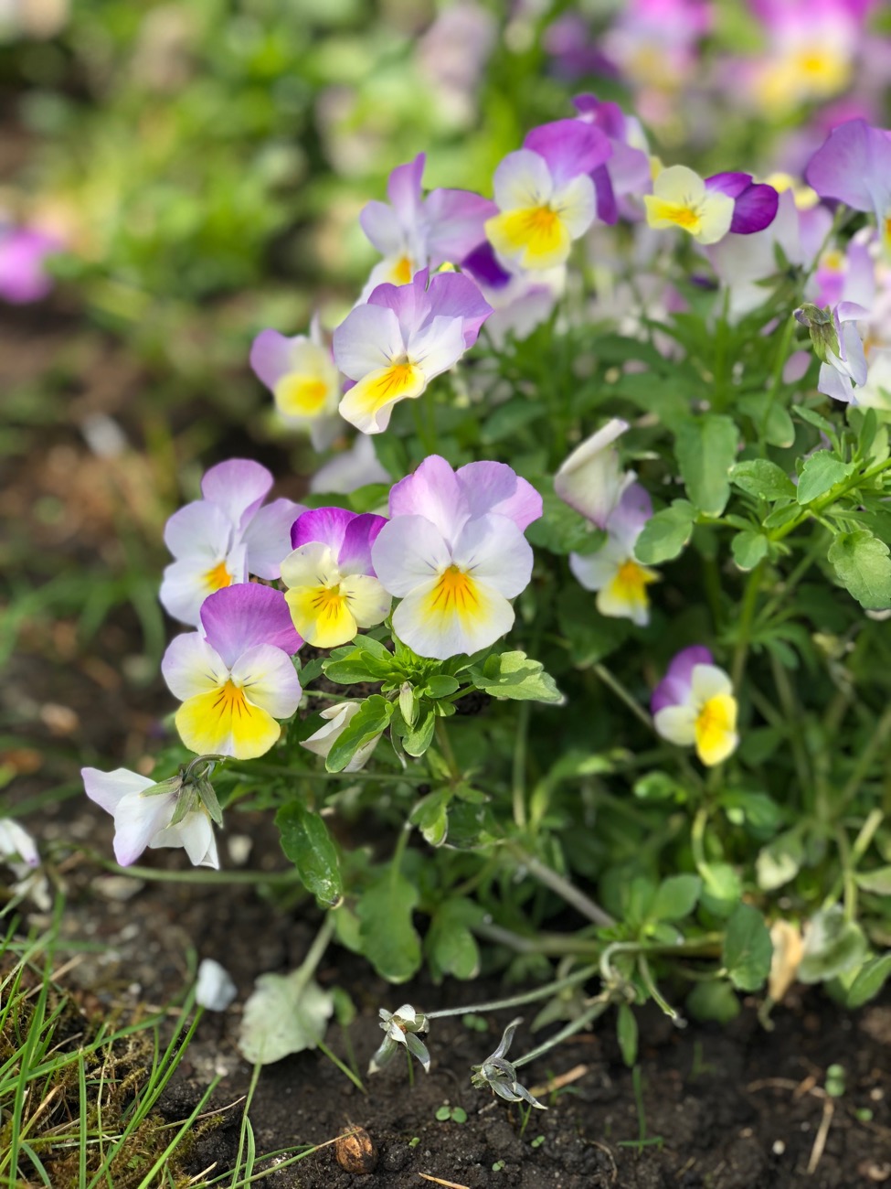 Guide til spiselige blomster - fines.dk