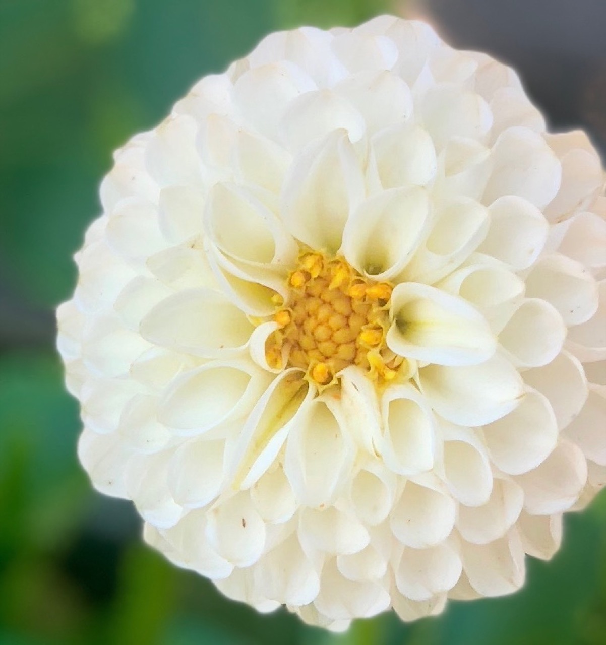 Dahlia