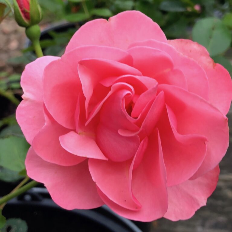 Lyserød rose