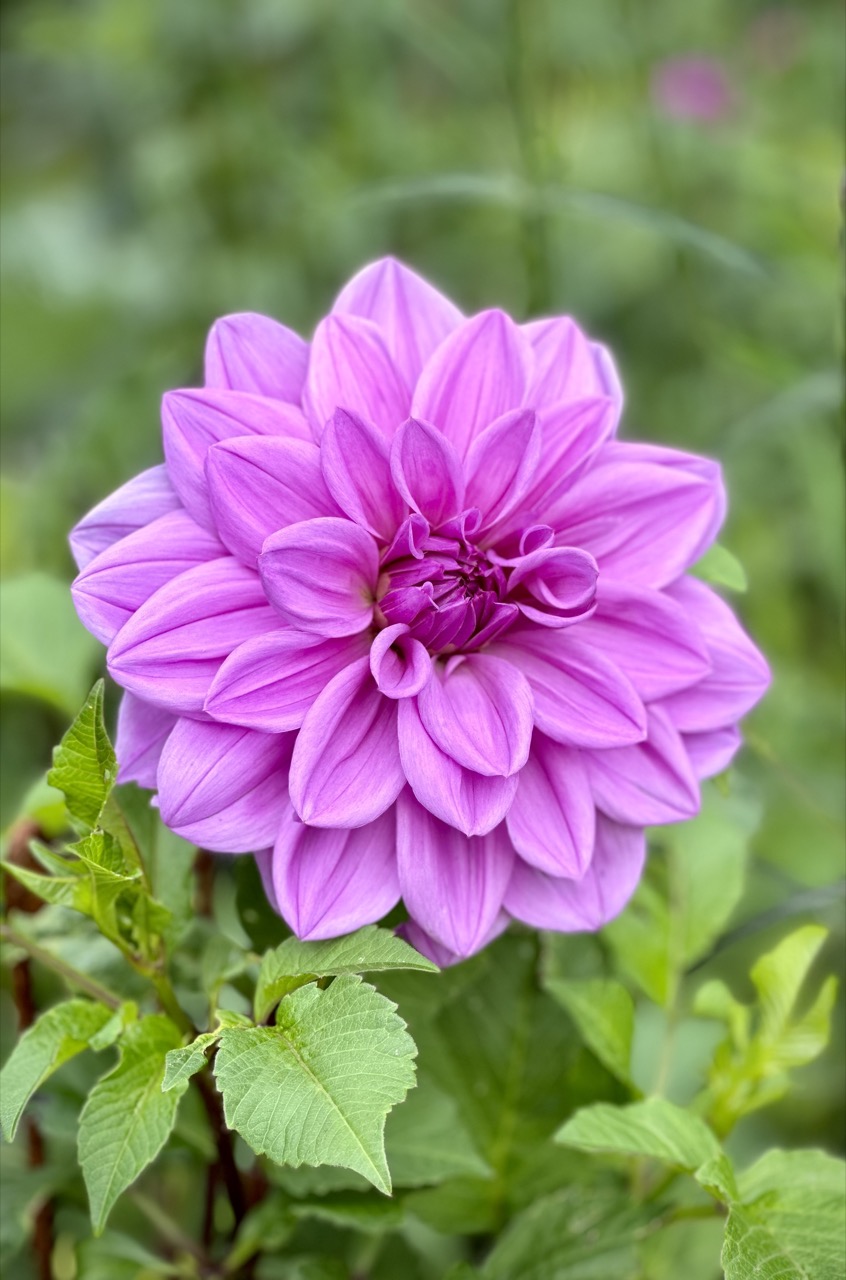 Dahlia blomst