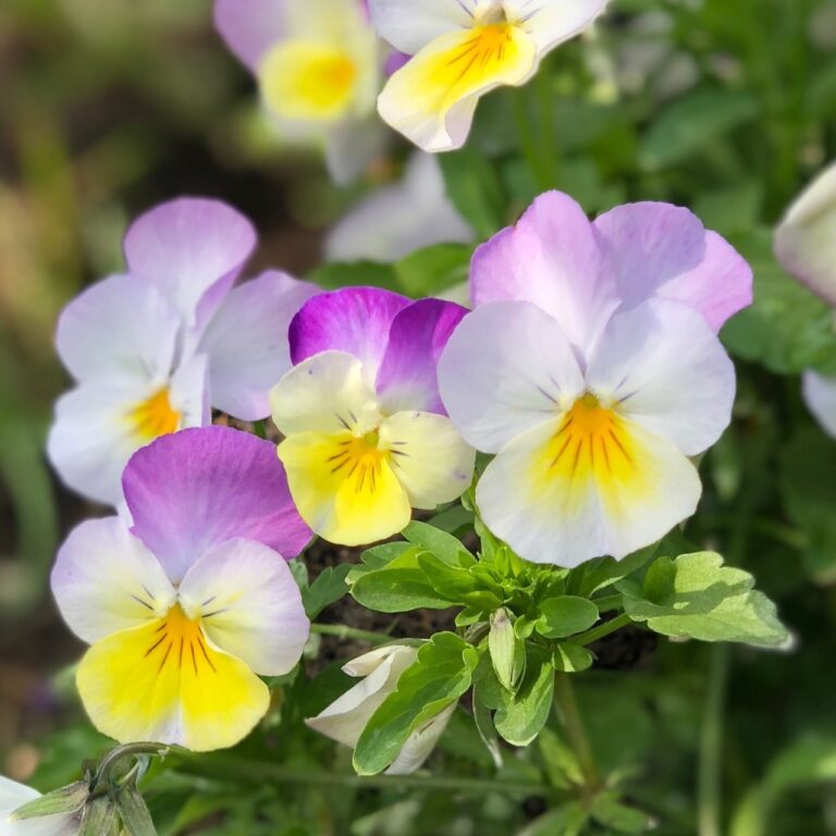 Spiselige blomster - Hornvioler
