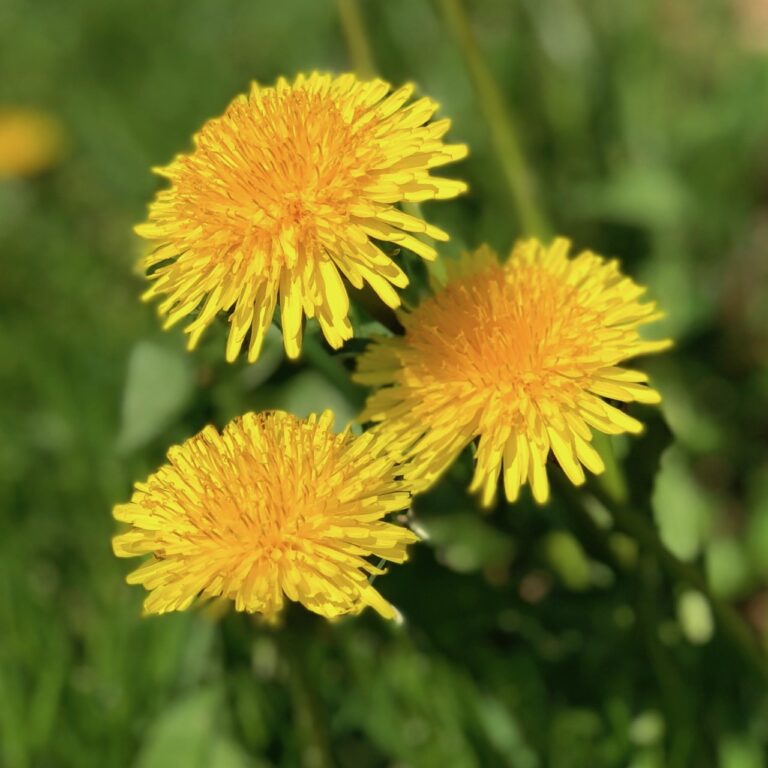 Spiselige blomster - Mælkebøtter