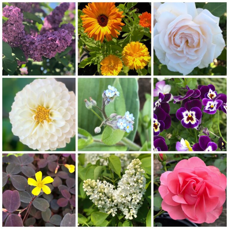 Spiselige blomster
